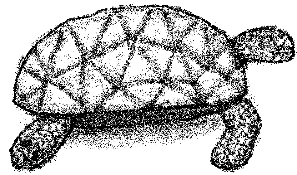 drawing of a turtle